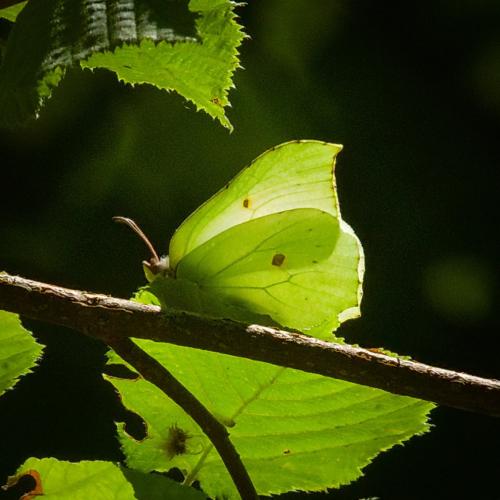 Gonepteryx rhamni
